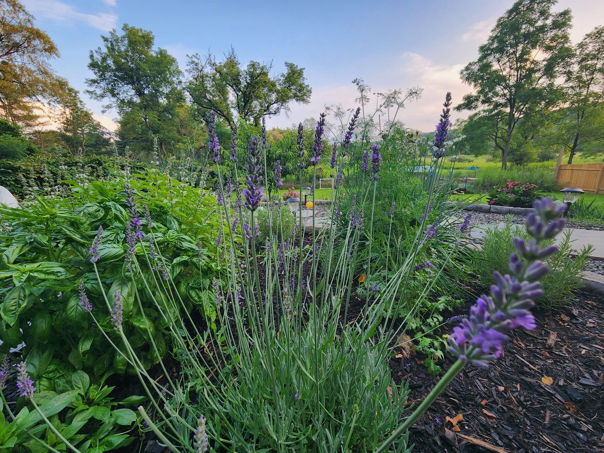 Herb and lavender beds at dusk