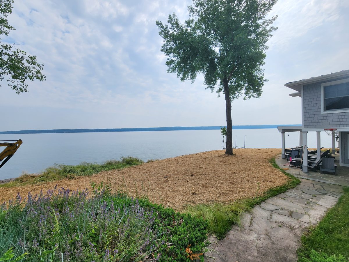 Lakefront lawn restoration under straw